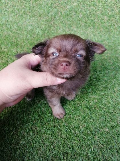 ชิสุห์ผสม พร้อมย้าย รูปที่ 5