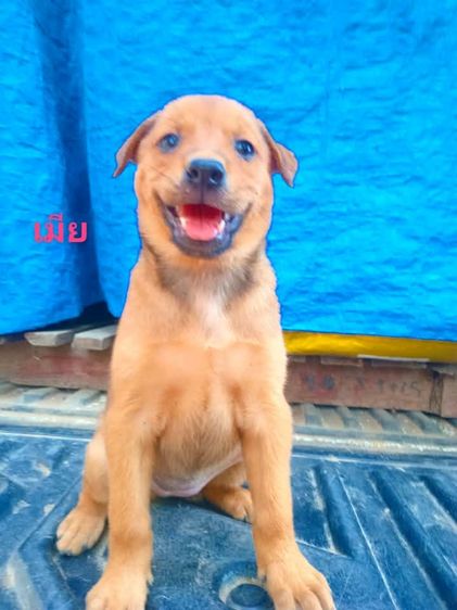 พิทบลู  รูปที่ 2