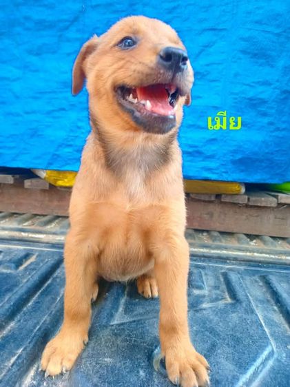 พิทบลู  รูปที่ 15