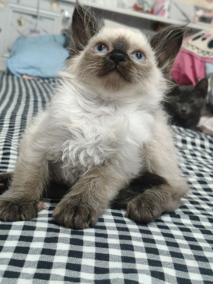 วิเชียรมาศ รูปที่ 4