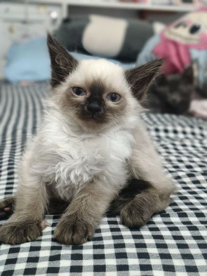 วิเชียรมาศ