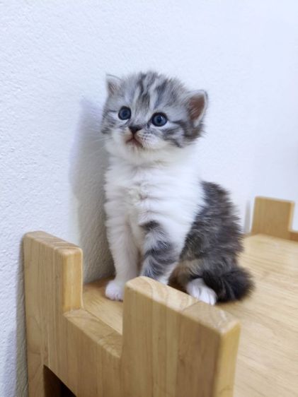 สก็อตติช โฟลด์ (Scottish Fold) ด.ช.ชีต้าร์ สก็อตติช พกใบscfc
