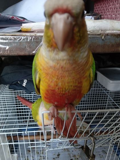 หาบ้าน รูปที่ 3