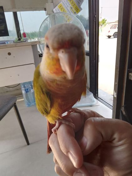 หาบ้าน รูปที่ 4