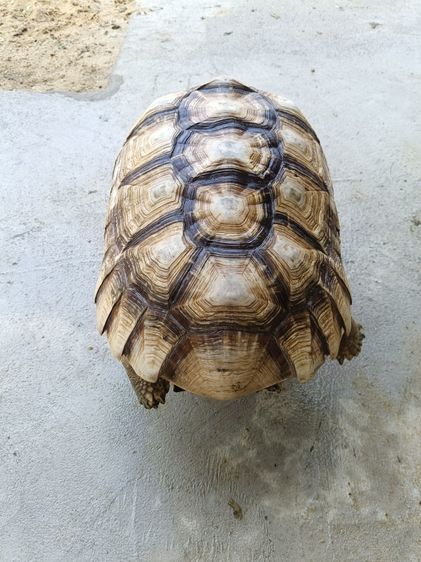 เต่าชูคาต้า รูปที่ 2