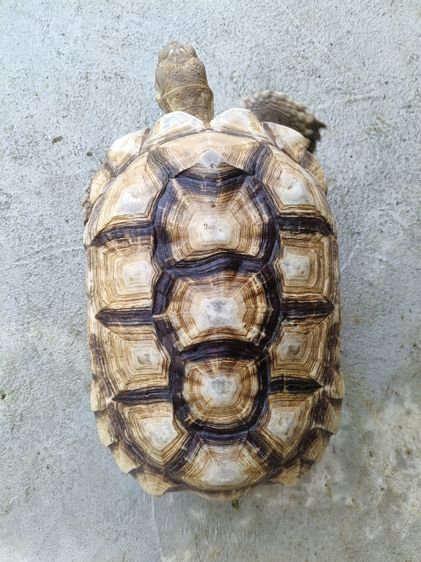 เต่าชูคาต้า รูปที่ 4