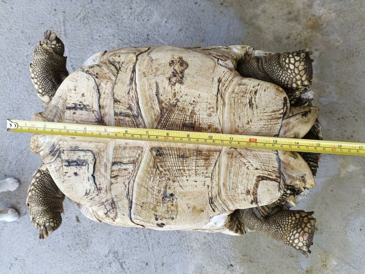 เต่าชูคาต้า รูปที่ 5