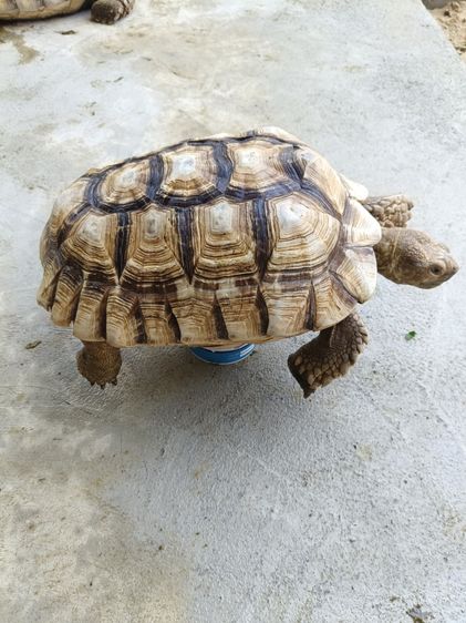 เต่าชูคาต้า รูปที่ 3
