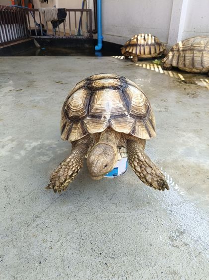 เต่าชูคาต้า