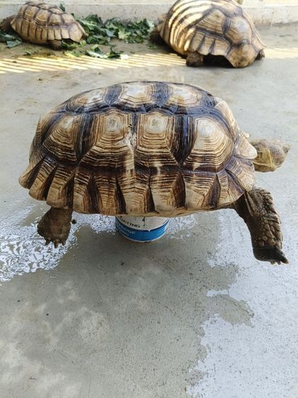 เต่าชูคาต้า รูปที่ 4