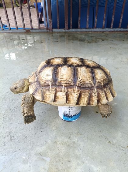 เต่าชูคาต้า รูปที่ 5