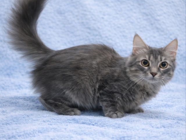 ขาสั้น9000 รูปที่ 2