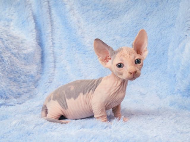 สฟิงขาสั้น สฟิง8000 รูปที่ 2