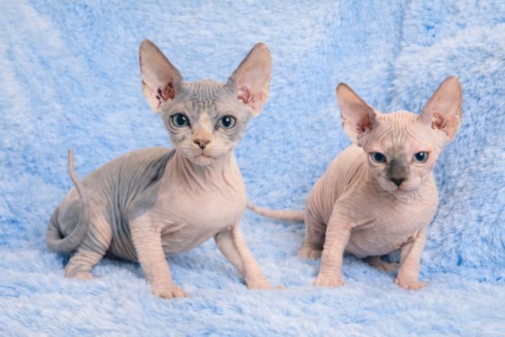 สฟิงขาสั้น สฟิง8000 รูปที่ 5