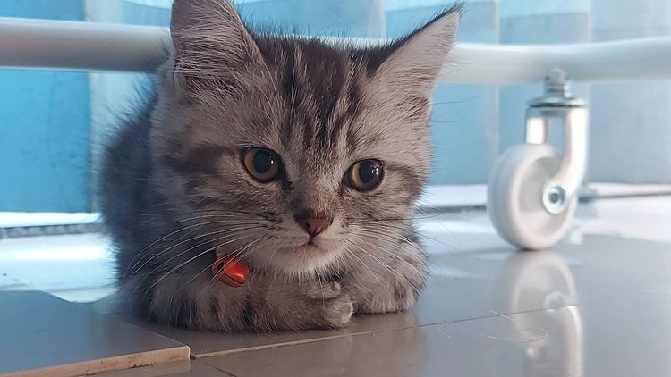 แมวพันธุ์Americanshorthair