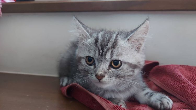 แมวพันธุ์Americanshorthair รูปที่ 2