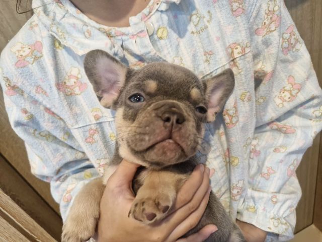 น้องเฟร้นช์บูลด็อก