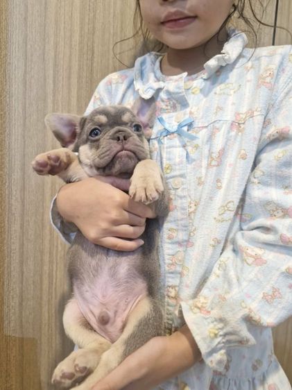 น้องเฟร้นช์บูลด็อก รูปที่ 5