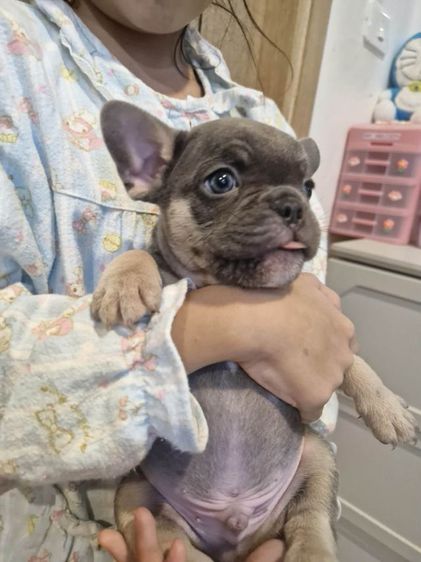 น้องเฟร้นช์บูลด็อก รูปที่ 9