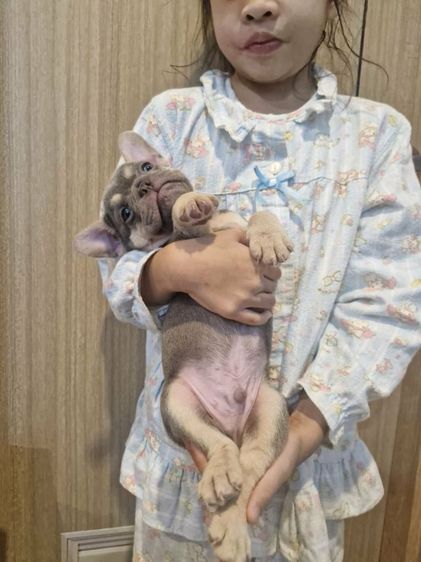 น้องเฟร้นช์บูลด็อก รูปที่ 6