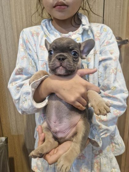 น้องเฟร้นช์บูลด็อก รูปที่ 8