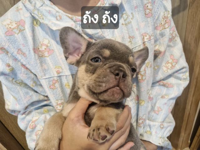 น้องเฟร้นช์บูลด็อก รูปที่ 4