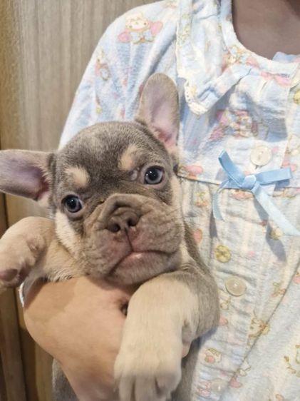 น้องเฟร้นช์บูลด็อก รูปที่ 10