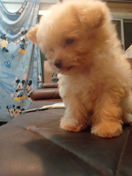 ชิวาว่าผสมพุดเดิ้ล รูปที่ 7