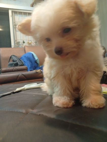 ชิวาว่าผสมพุดเดิ้ล รูปที่ 2