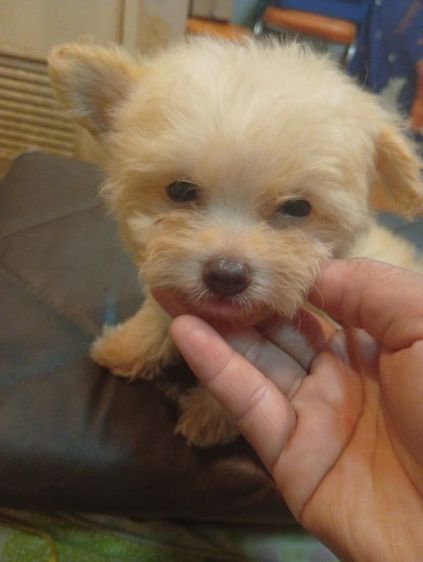 ชิวาว่าผสมพุดเดิ้ล รูปที่ 4