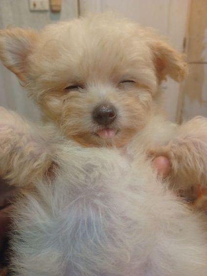 พุดเดิ้ล (Poodle) เล็ก ชิวาว่าผสมพุดเดิ้ล