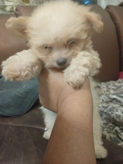 ชิวาว่าผสมพุดเดิ้ล รูปที่ 3