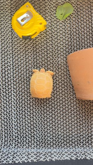 ซูตาต้าเผือก ตาแดง