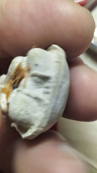 พระปิดตาหลวงปู่ทิมอิสริโกวัดละหารไร่ รูปที่ 14