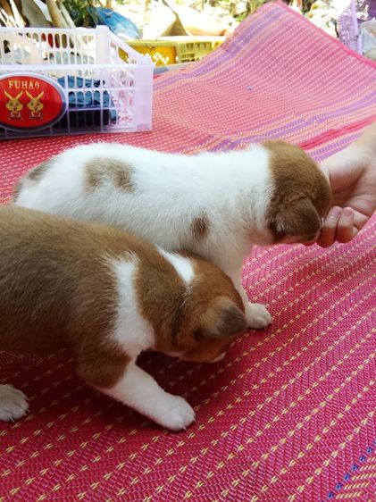 น้องหมาชิวาว่า รูปที่ 4
