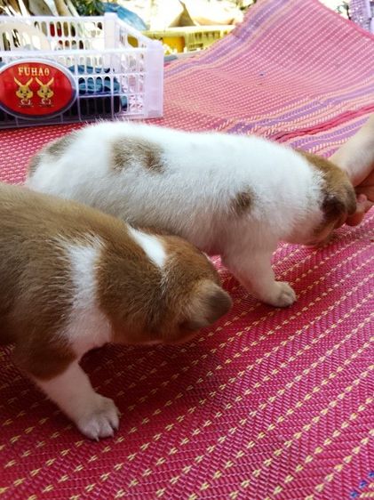 น้องหมาชิวาว่า รูปที่ 3