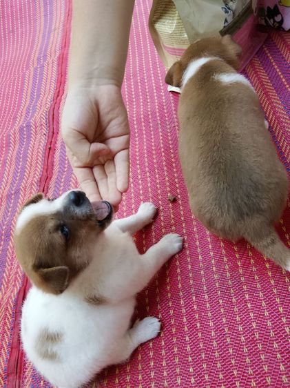 น้องหมาชิวาว่า รูปที่ 5