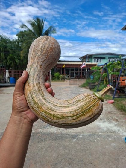เมล็ดฟักทองเงือกสองใจและอื่นๆ