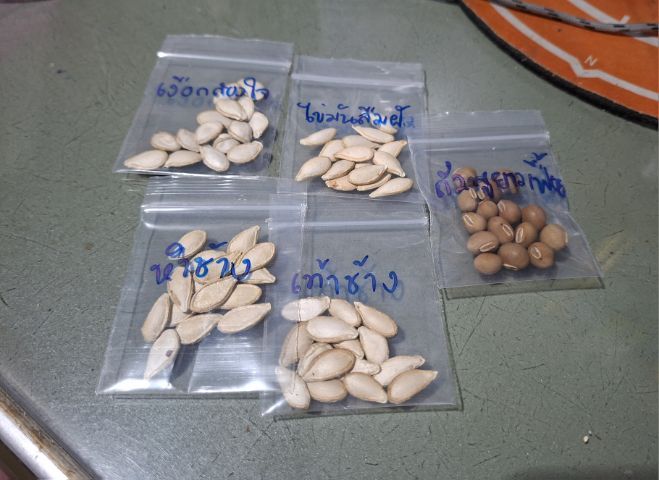 เมล็ดฟักทองเงือกสองใจและอื่นๆ รูปที่ 3