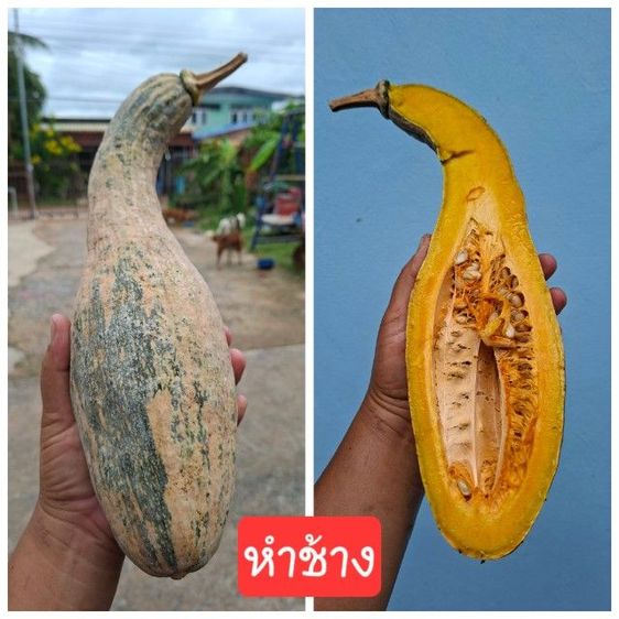 เมล็ดฟักทองเงือกสองใจและอื่นๆ รูปที่ 2