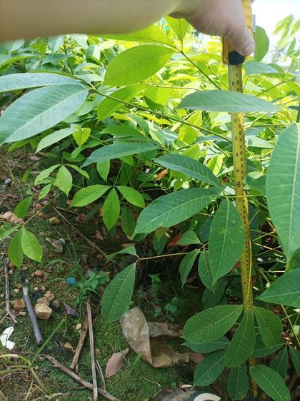 ยางพารา69 รูปที่ 3