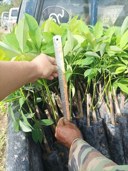 ยางพารา69 รูปที่ 4