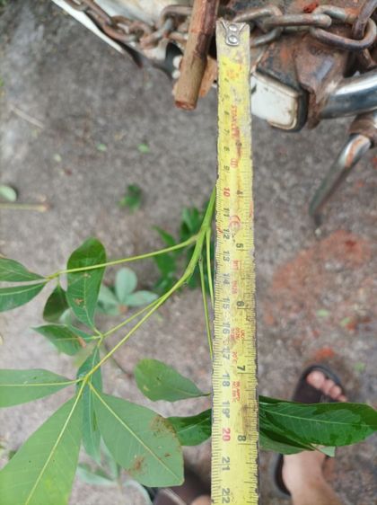 ยางพารา69 รูปที่ 7