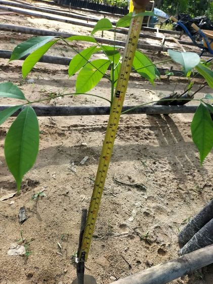 ยางพารา69 รูปที่ 6