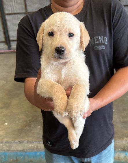 ลูกลาบราดอร์ รูปที่ 2