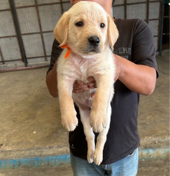 ลาบราดอร์ (Labrador) ใหญ่ ลูกลาบราดอร์