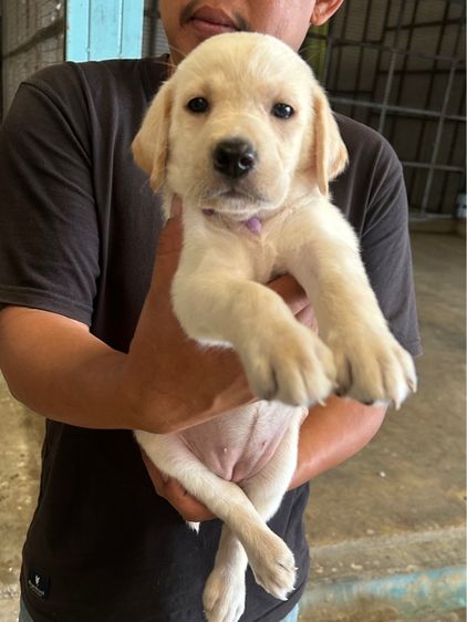 ลูกลาบราดอร์ รูปที่ 3