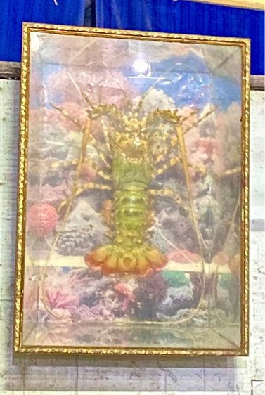 กุ้งมังกรสตาฟแท้ พร้อมกรอบแขวน