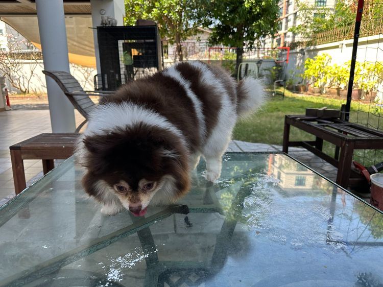 ปอมเพศเมีย สีปาร์ตี้ น้ำตาล-ขาว รูปที่ 4