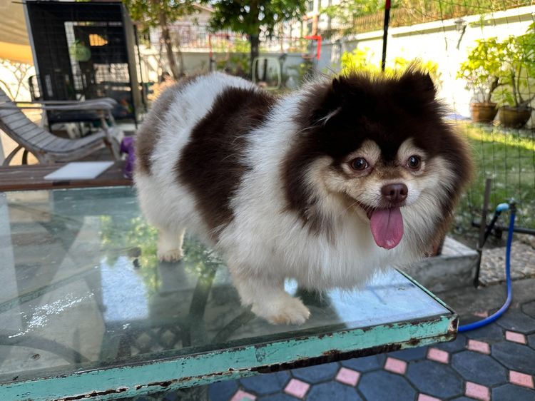 ปอมเมอเรเนียน (Pomeranian) กลาง ปอมเพศเมีย สีปาร์ตี้ น้ำตาล-ขาว